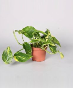 Epipremnum Aureum - Gullranke 12 cm