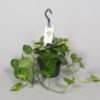 Epipremnum Aureum - Gullranke 15 cm ampel