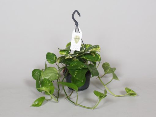 Epipremnum Aureum - Gullranke 15 cm ampel