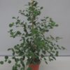 Ficus Deltoidea - Triangelfiken 17 cm