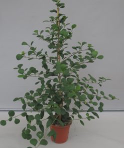 Ficus Deltoidea - Triangelfiken 17 cm