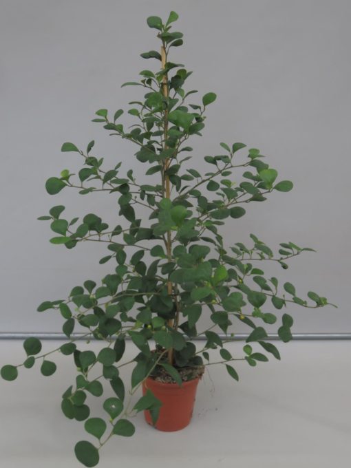 Ficus Deltoidea - Triangelfiken 17 cm