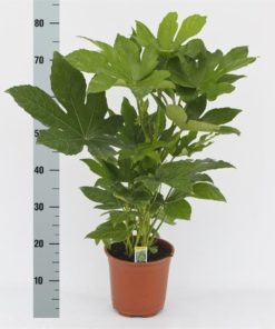 Fatsia Japonica - Stuearalia 17 cm