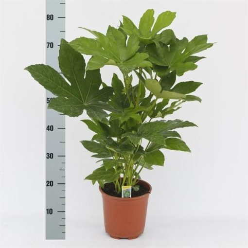 Fatsia Japonica - Stuearalia 17 cm