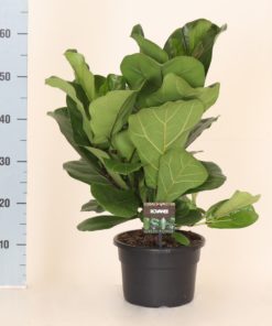 Ficus Lyrata - Fiolinfiken 21 cm clumb