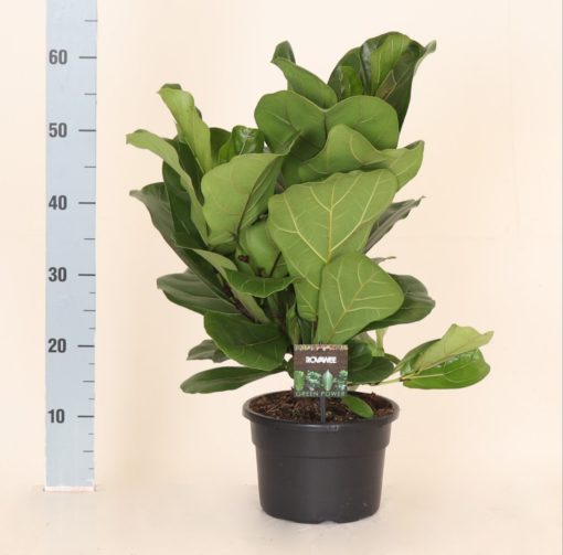 Ficus Lyrata - Fiolinfiken 21 cm clumb