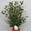 Ficus Moclame - Bjørkefiken 24 cm espalier