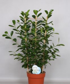 Ficus Moclame - Bjørkefiken 24 cm espalier