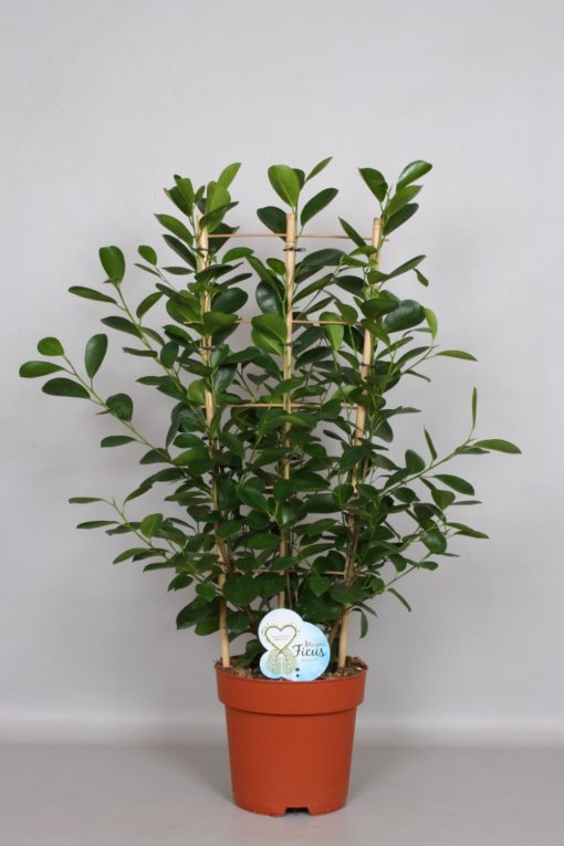 Ficus Moclame - Bjørkefiken 24 cm espalier