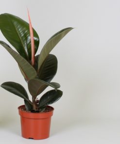 Ficus Robusta - Gummifiken 12 cm