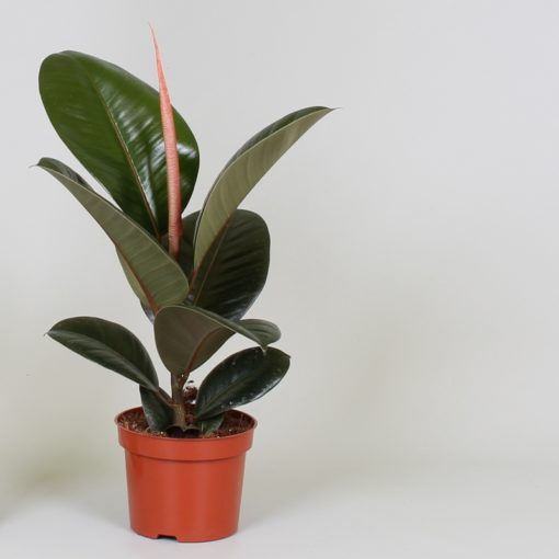 Ficus Robusta - Gummifiken 12 cm