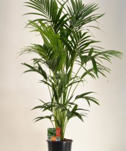 Howea Forsteriana - Kentian 24 cm