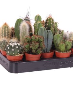 Kaktus mini