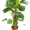 Monstera - Vindusblad 19 cm mosstok