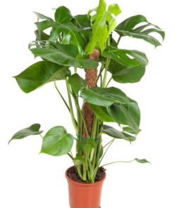 Monstera - Vindusblad 19 cm mosstok