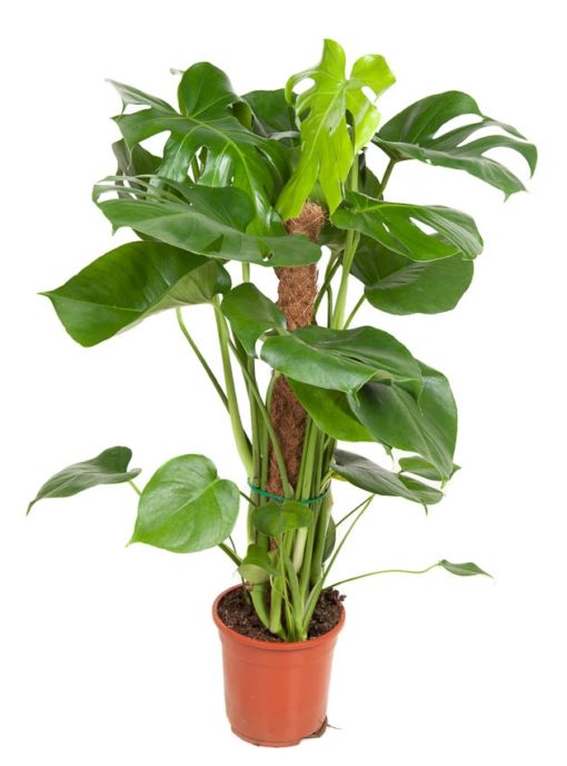 Monstera - Vindusblad 19 cm mosstok