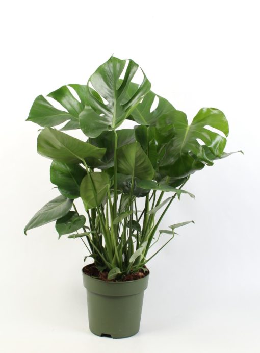 Monstera - Vindusblad 21 cm