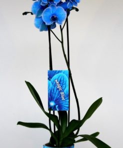 Orkide Phalaenopsis 12 cm 2 grent blå