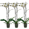 Orkide Phalaenopsis 15 cm