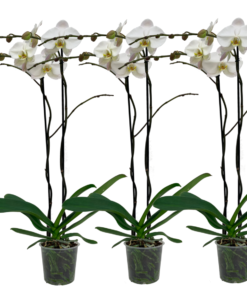 Orkide Phalaenopsis 15 cm