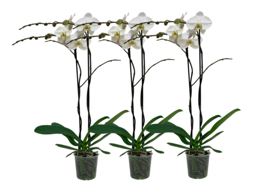 Orkide Phalaenopsis 15 cm