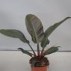 Philodendron  Imperial Red 17 cm