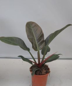 Philodendron  Imperial Red 17 cm