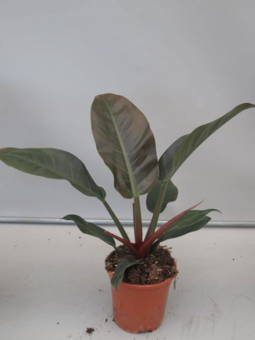 Philodendron  Imperial Red 17 cm