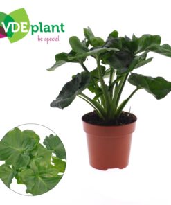 Philodendron Atom 12 cm