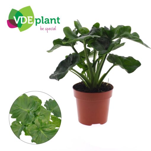 Philodendron Atom 12 cm