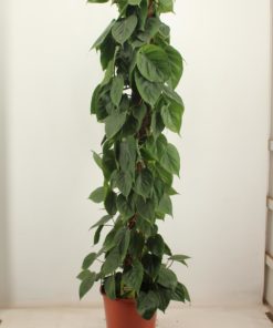 Philodendron Scandens - Treklatrer 27 cm mosstok