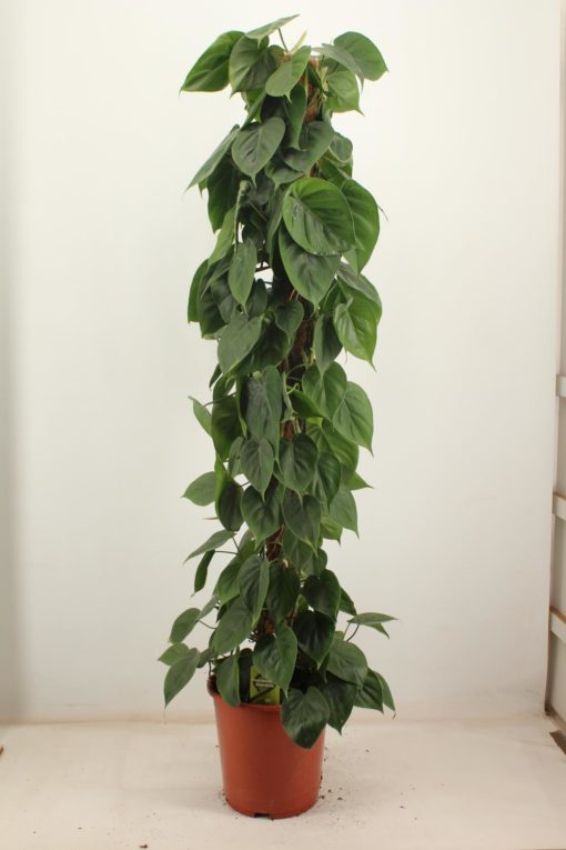 Philodendron Scandens - Treklatrer 27 cm mosstok