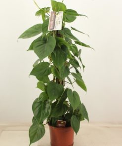 Philodendron Scandens - Treklatrer 19 cm mosstok