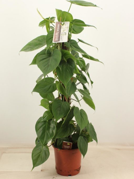 Philodendron Scandens - Treklatrer 19 cm mosstok