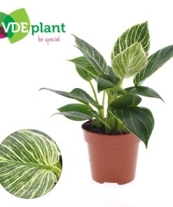 Philodendron White wave 12 cm