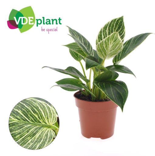 Philodendron White wave 12 cm