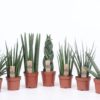 Sansevieria Cylindrica - Bajonettplante 12 cm