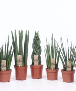 Sansevieria Cylindrica - Bajonettplante 12 cm