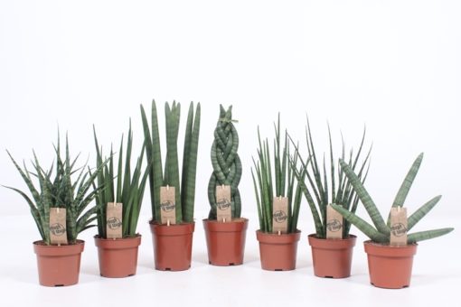 Sansevieria Cylindrica - Bajonettplante 12 cm