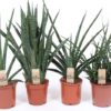 Sansevieria Cylindrica - Bajonettplante 17 cm
