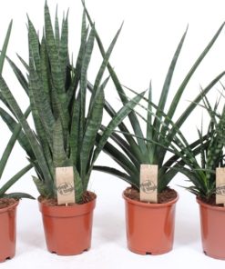 Sansevieria Cylindrica - Bajonettplante 17 cm