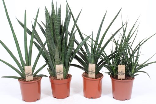 Sansevieria Cylindrica - Bajonettplante 17 cm