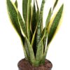 Sansevieria Trifasciata - Svigermorstunge Laurentii 19 cm