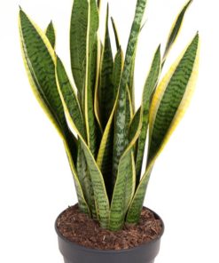 Sansevieria Trifasciata - Svigermorstunge Laurentii 19 cm