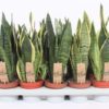 Sansevieria Trifasciata -Svigermorstunge 12 cm