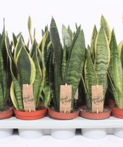 Sansevieria Trifasciata -Svigermorstunge 12 cm