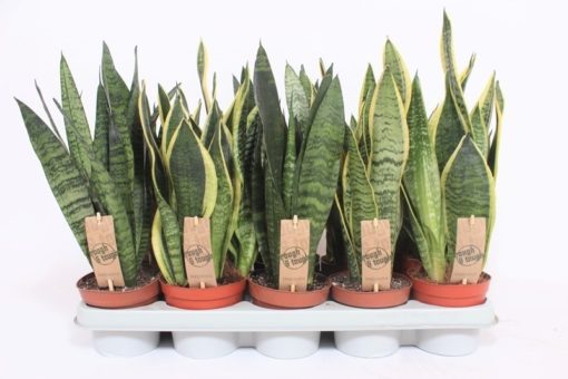 Sansevieria Trifasciata -Svigermorstunge 12 cm