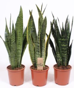 Sansevieria Trifasciata -Svigermorstunge 17 cm