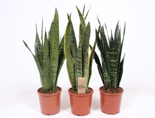 Sansevieria Trifasciata -Svigermorstunge 17 cm