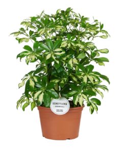 Schefflera Gerda - Paraplyplante 21 cm